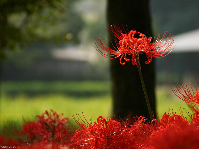 曼珠華沙的花語是什么？